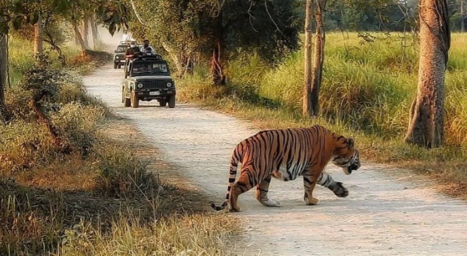 Jeep Safari